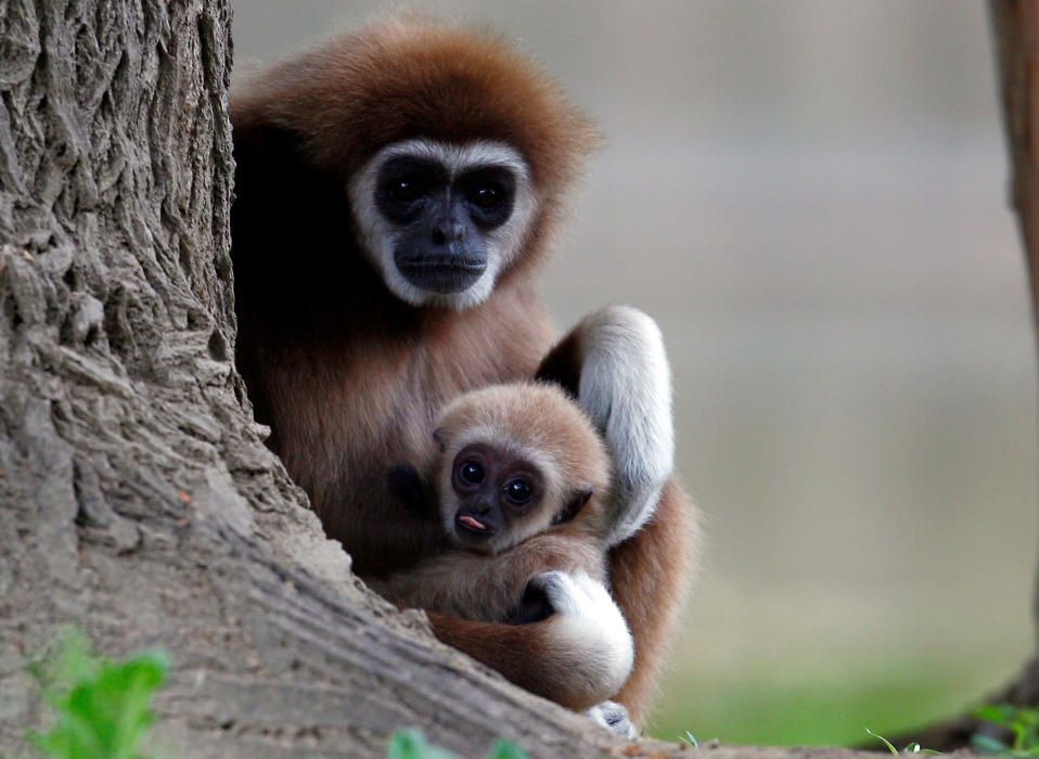 A first white-handed gibbon infant born at the ...