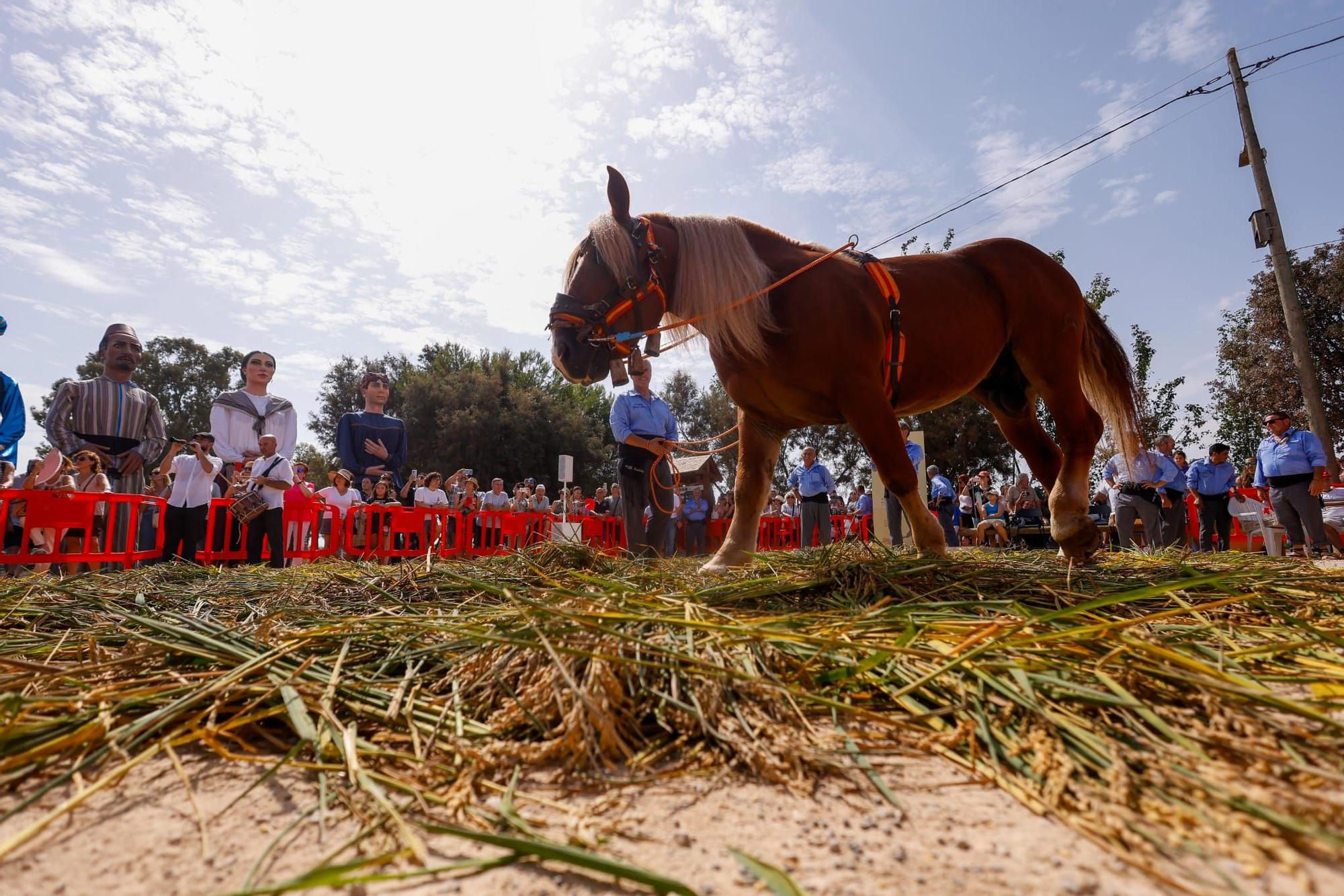 El puerto de Catarroja reúne a 5.000 personas en la Fiesta de la siega del arroz
