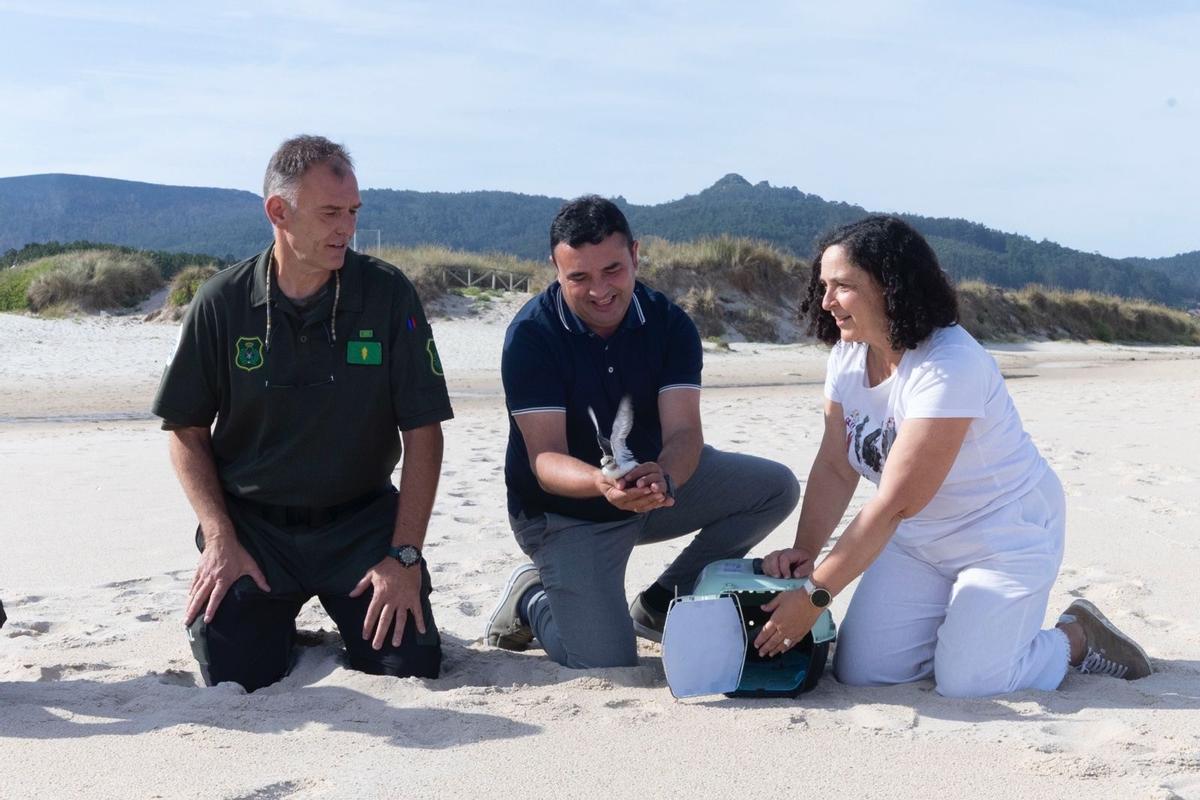 O alcalde de Laxe, Francisco Charlín, liberando unha píllara na praia de Traba.