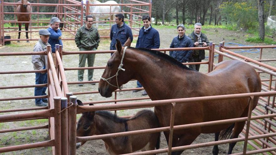 Algunos de los caballos que ya están en Coín.