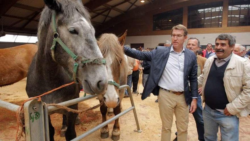 Feijóo, durante su visita al Concurso Cabalar, en el mercado de Amio de Santiago. // Xoán Álvarez