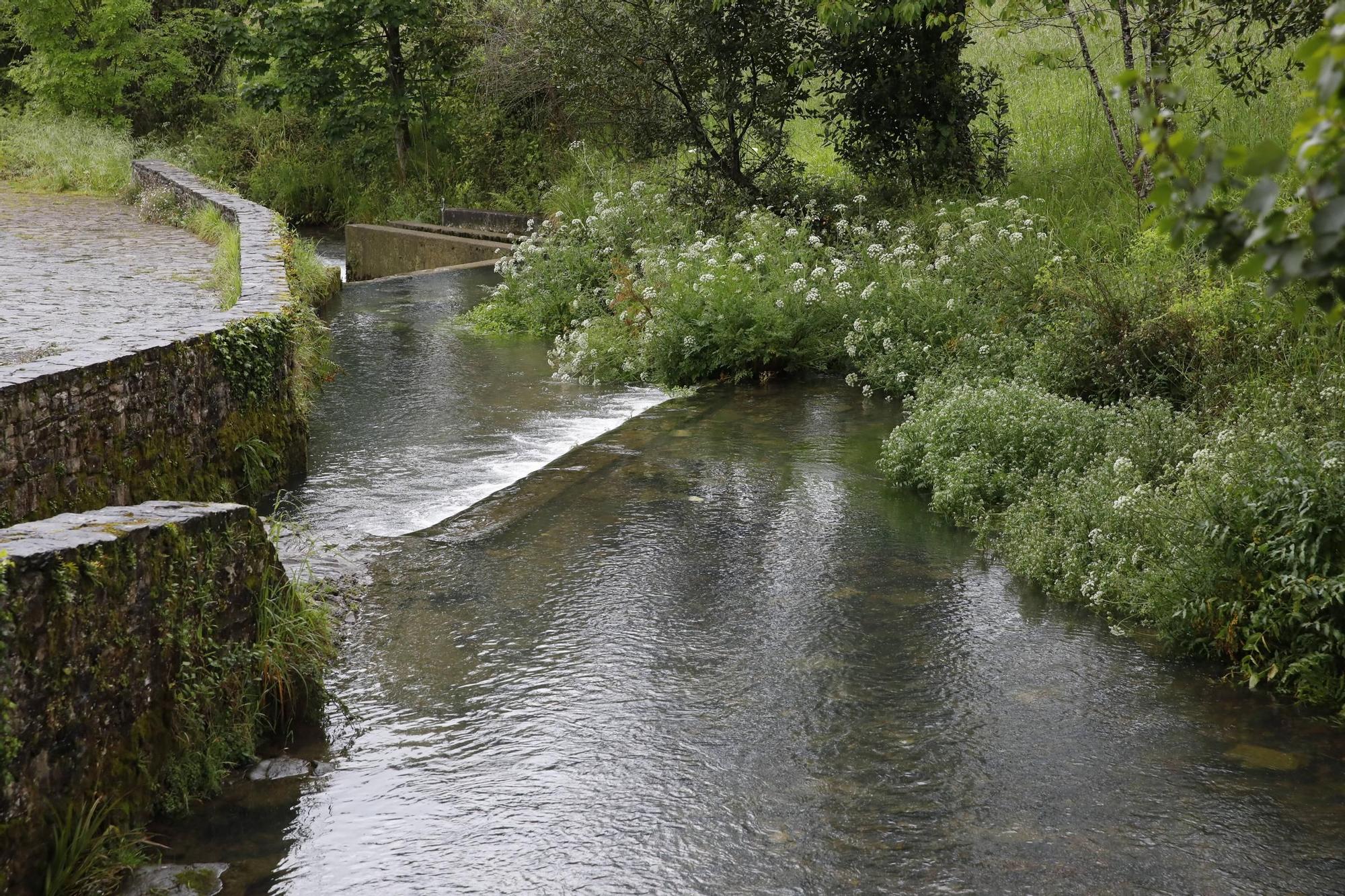 La zona rural de Gijón urge un mantenimiento continuo en ríos y arroyos (en imágenes)