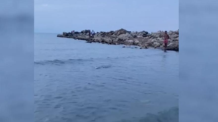 Un hombre mira el tiburón aparecido en una playa de Dénia.