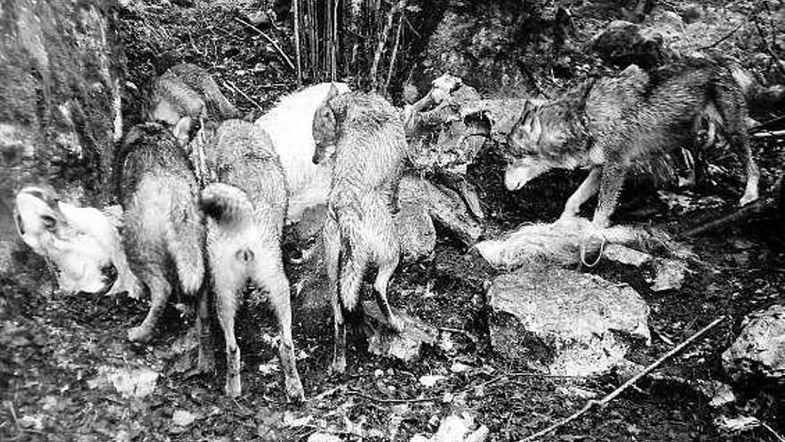 Un grupo familiar de lobos devora el cadáver de un caballo.