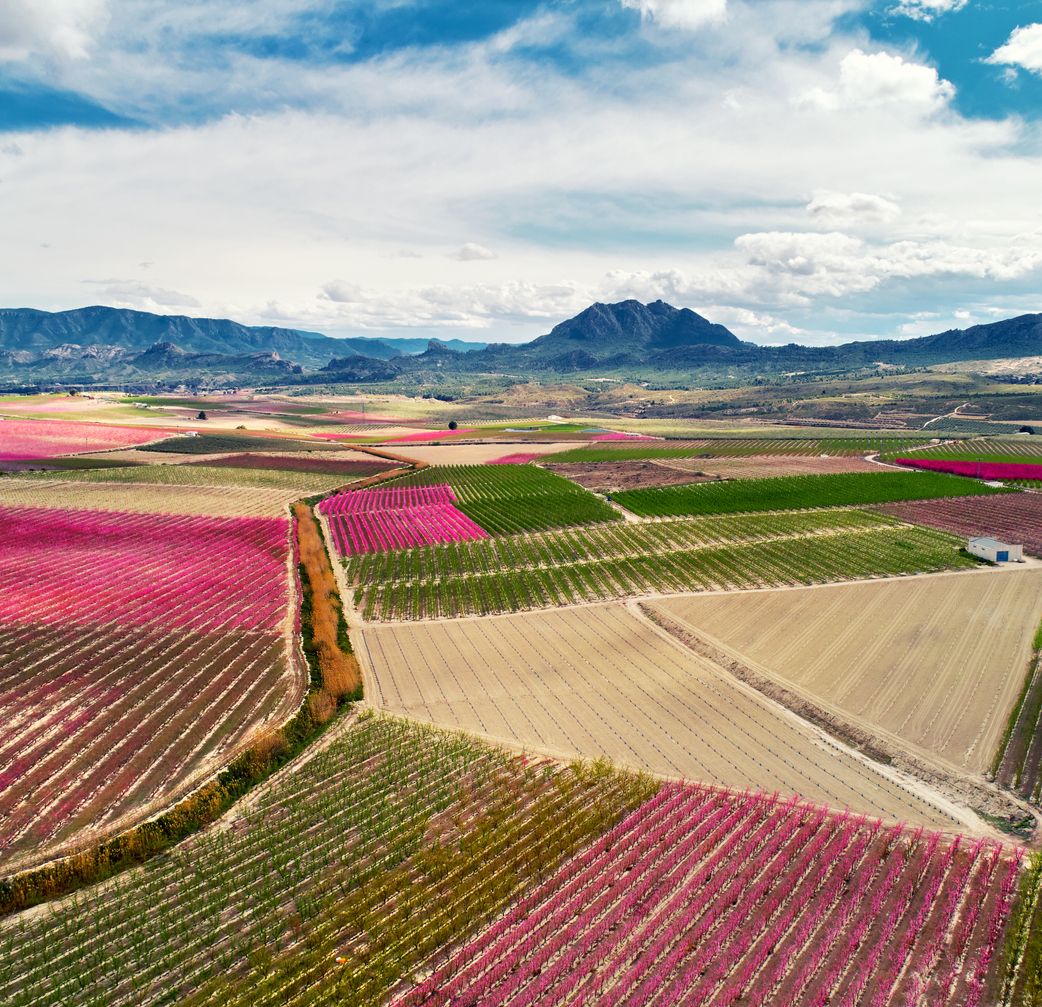 Fotografía aérea de un florecimiento de árboles frutales en Cieza.