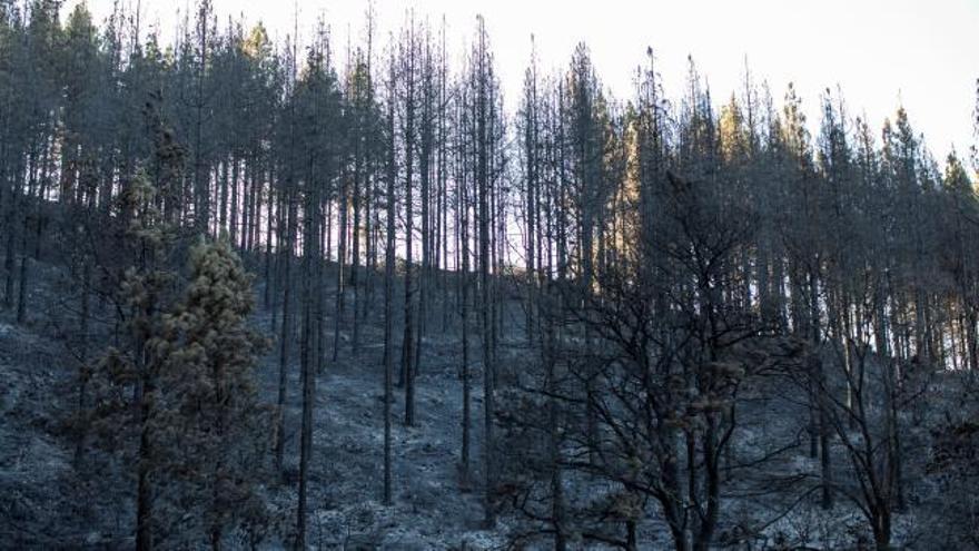 Así ha quedado la zona devastada por el incendio en Gran Canaria