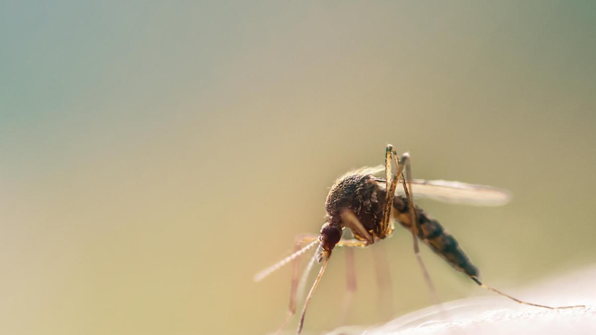 Un mosquit tigre en una imatge d'arxiu