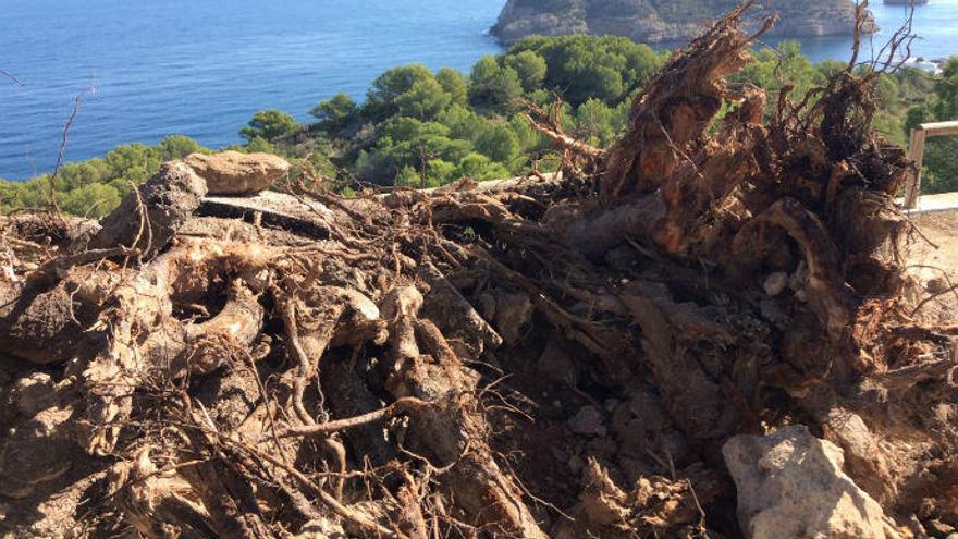 Arrancan las raíces gigantes del peor bache de Xàbia