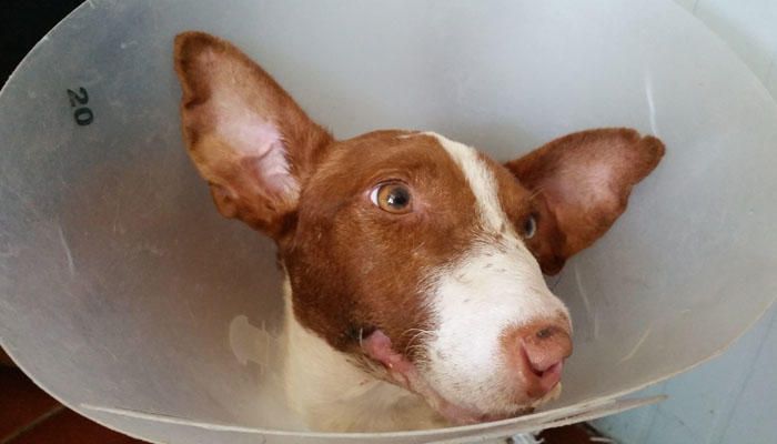 FANTOMAS. Un particular fue a la protectora con Fantomas entre los brazos. Algo le había destrozado la cara, un accidente o un cepo, solo él lo sabe. Después de un injerto de piel, del cual se está recuperando, está preparado para ser adoptado. Fantomas no es como cualquiera. Él necesita de alguien especial que le mime y le quiera independientemente de su aspecto. Una persona que sepa amar con el corazón y no con los ojos.