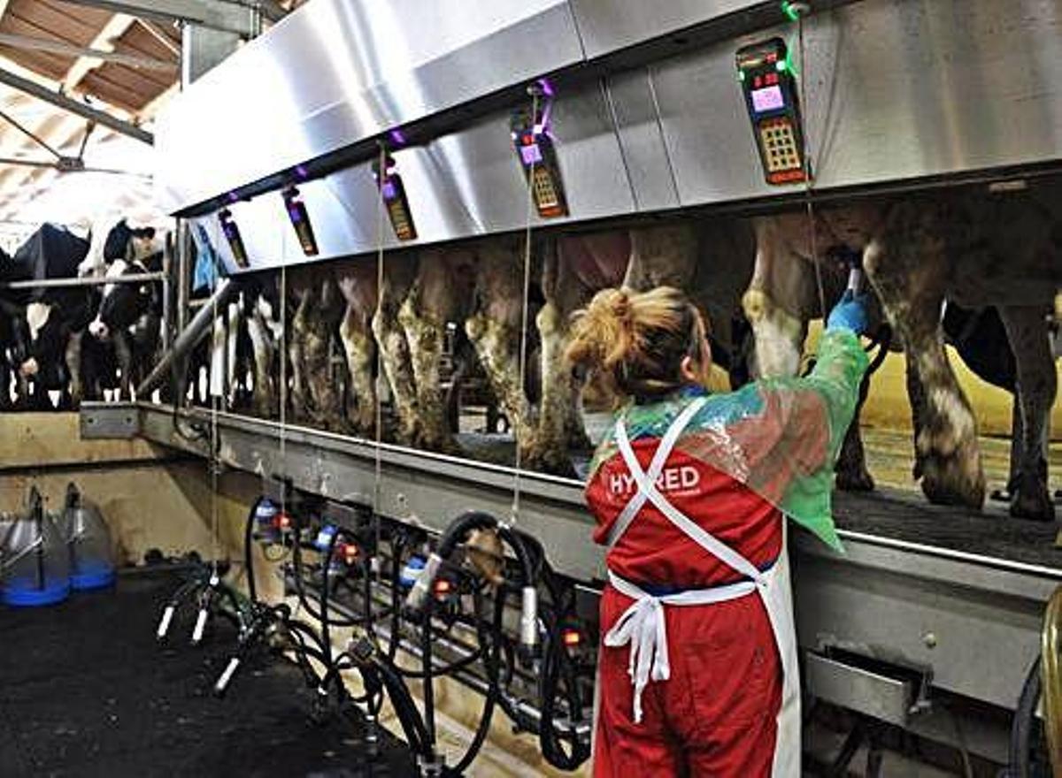 Plena actividad ganadera. Las explotaciones trabajan a pleno rendimiento; vacuno y porcino (ayer en Peleas de Abajo) al igual que el ovino, como las ovejas que atravesaban ayer el pueblo de Gáname. Asi como todos los profesionales que moviliza este sector, como veterinarios (a la izquierda) o recogida de leche (bajo estas líneas) ayer en Monfarracinos.
