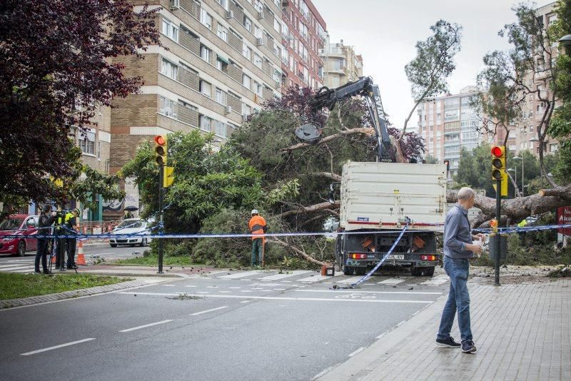 Imágenes de la caída de un árbol en la Calle Rioja