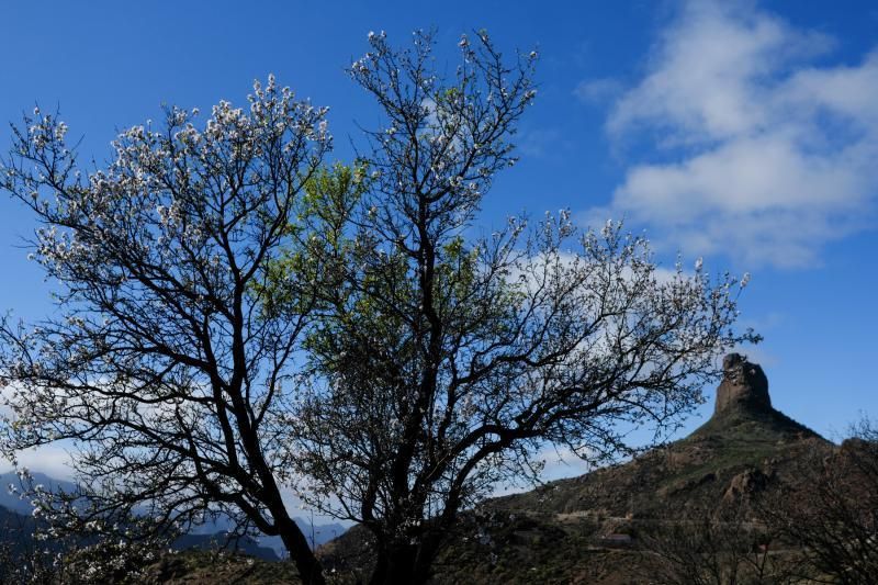 Almendros en flor