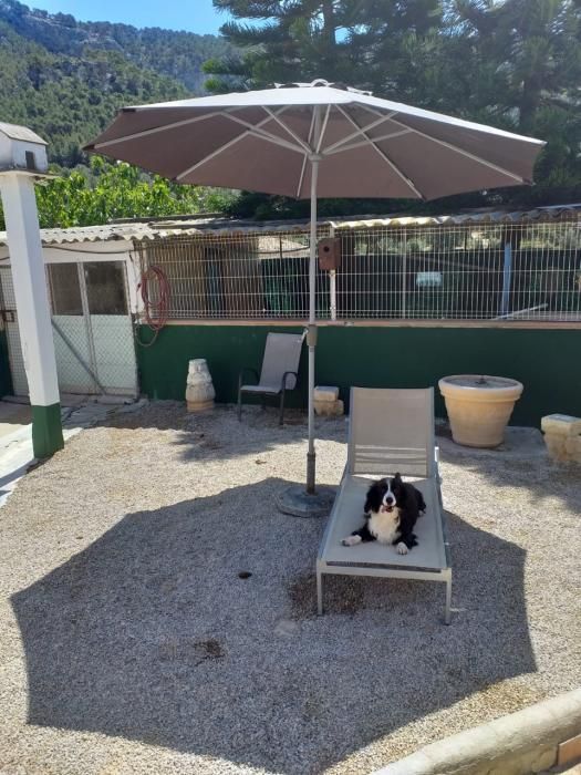 Hunde Katzen Mallorca Andratx