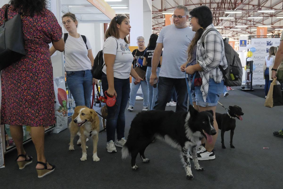 Feria Animundo