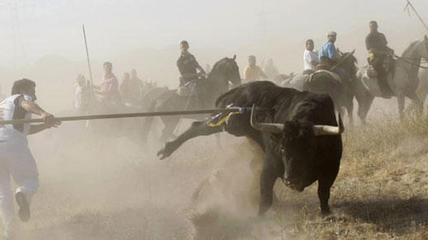 Artistas plantean actuar gratis si se suspende el Toro de la Vega