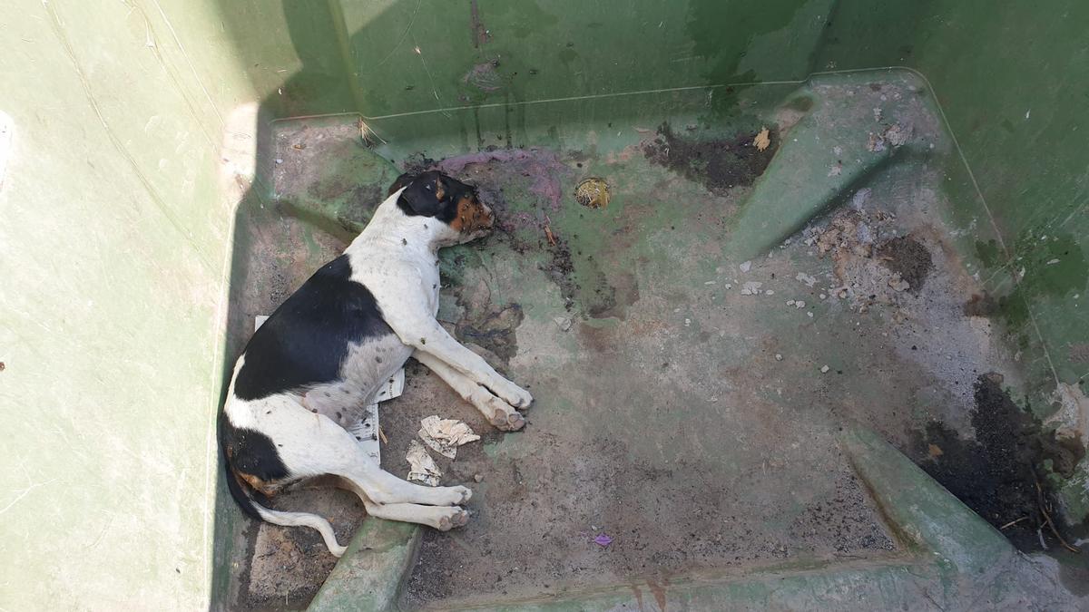 Uno de los perros encontrados en la población de Leiva el pasado día 28 de junio.