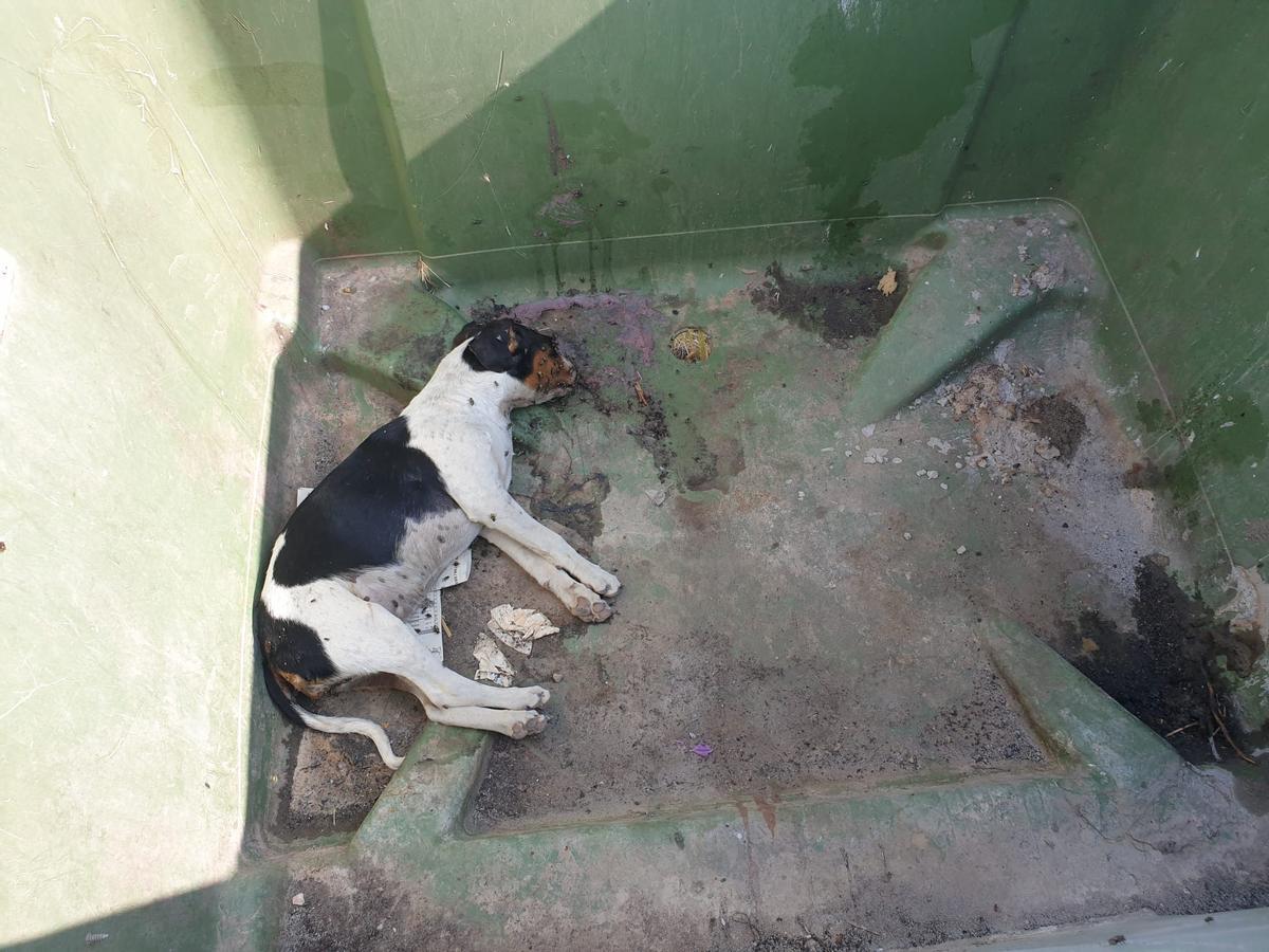 Uno de los perros encontrados en la población de Leiva el pasado día 28 de junio.