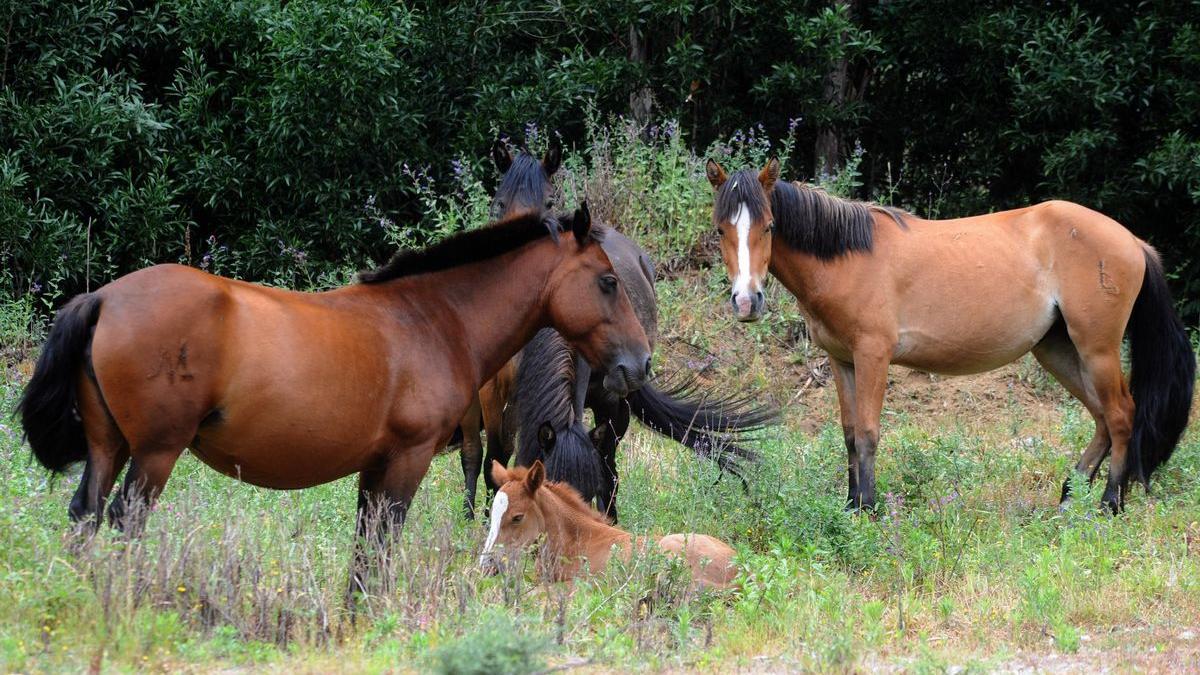 Un grup de cavalls