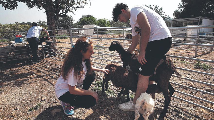 Un arca de Noé para  los animales de la dana