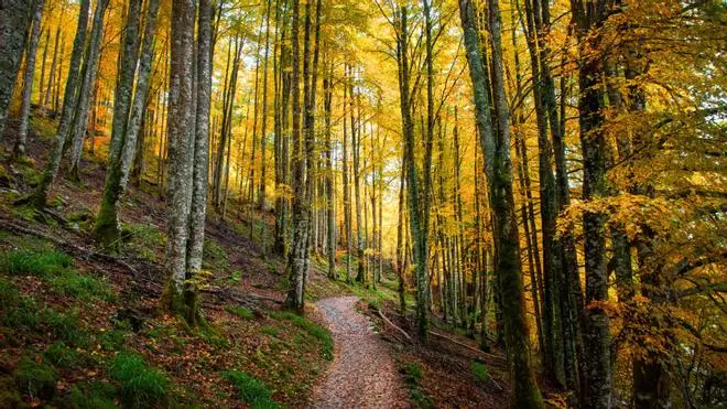 El último bosque medieval de Europa está en España: es uno de los hayedos más grandes y mejor conservados del continente