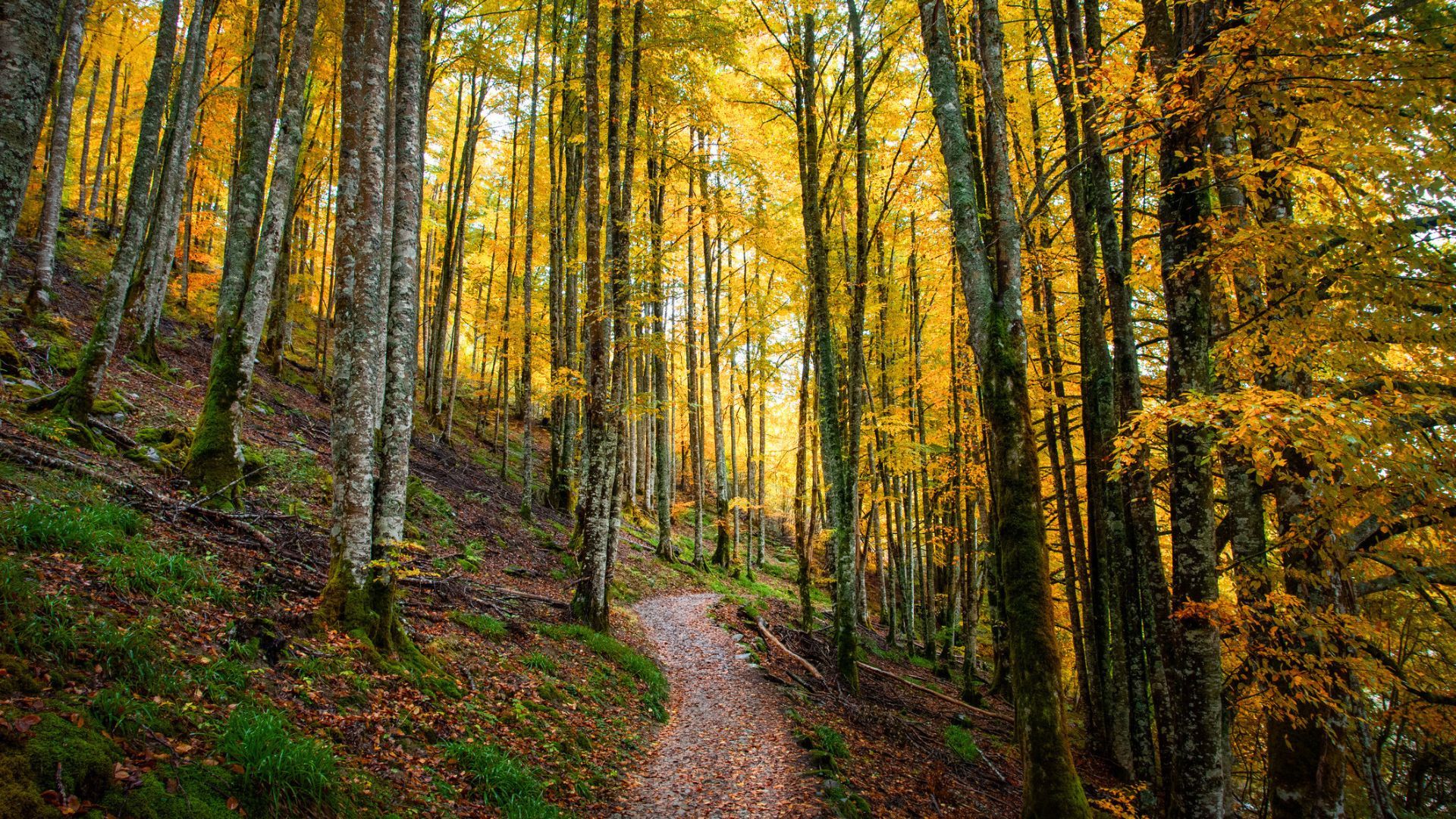 Un precioso e histórico bosque que debes conocer.