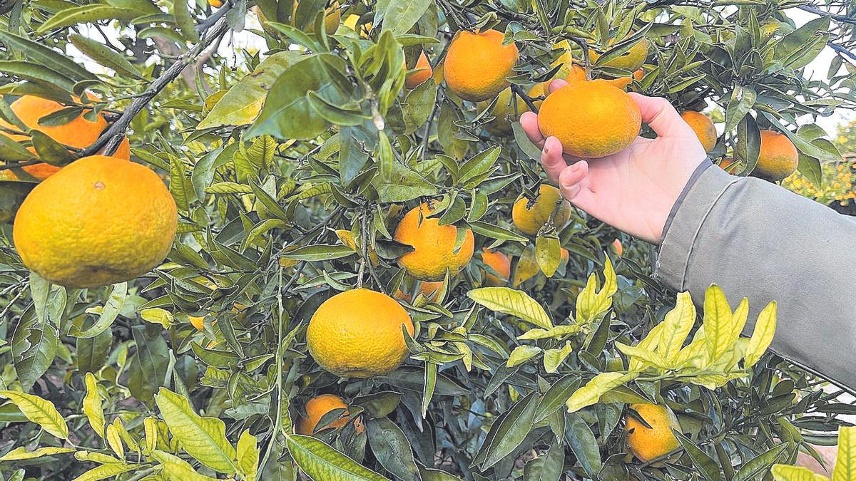 Este periódico pudo comprobar la incidencia de la ‘pinyolà’ en una plantación de Nules al abrir fruta al azar.