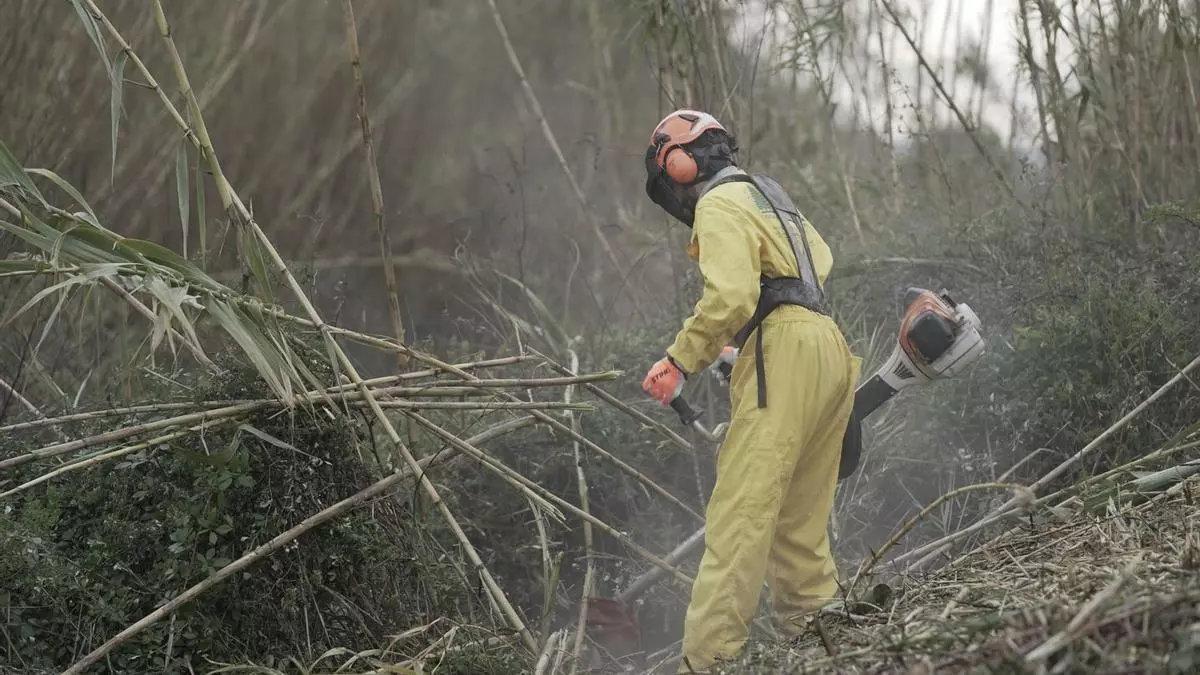 Trabajos de eliminación de 'arundo donax' fuera de las islas, archivo.