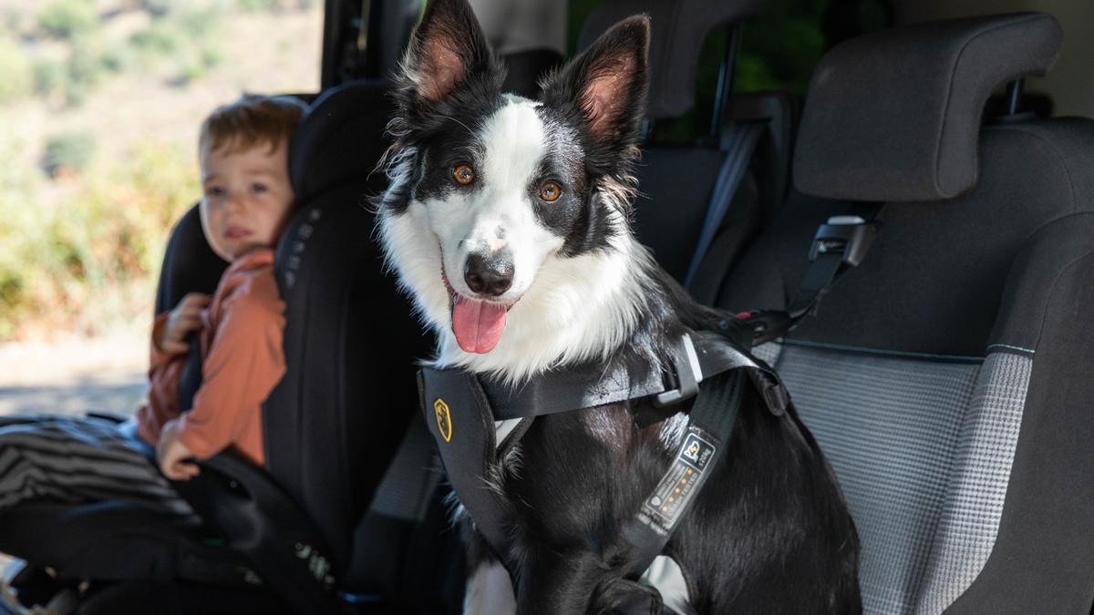 Si viajas en coche con tus perritos, este es el gadget que podría salvarle la vida en un accidente