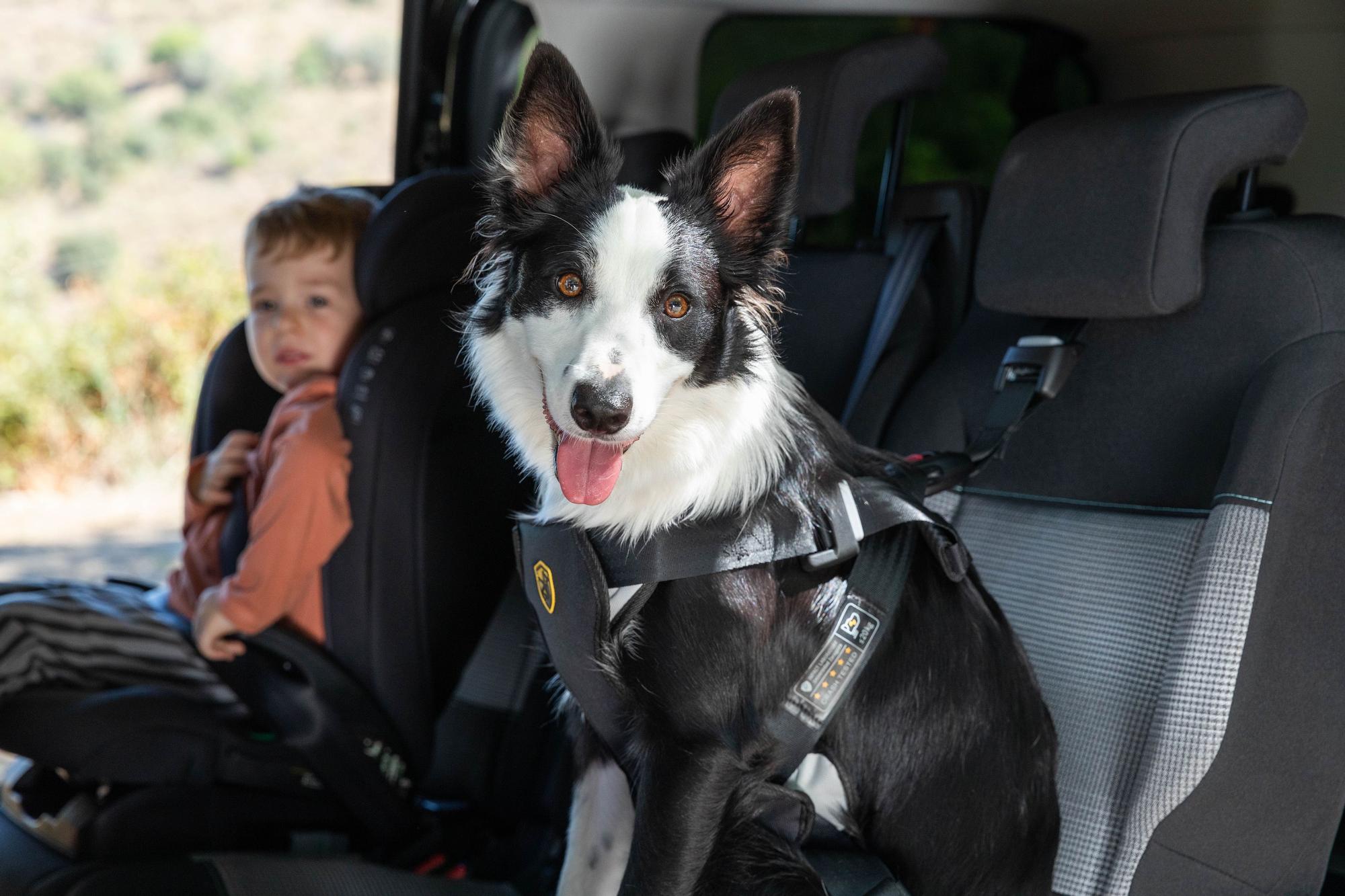 Arnés de seguridad para coches de Babyauto Pets