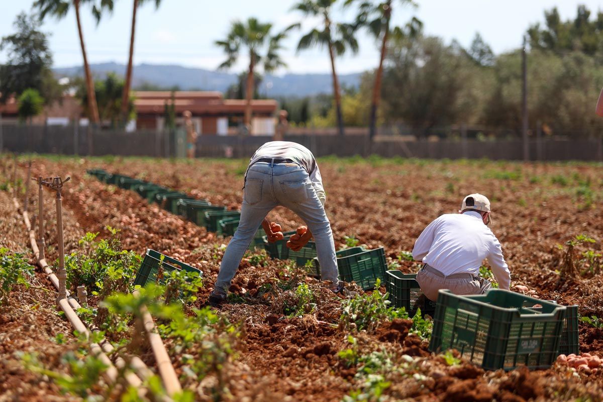 Galería: Los productores de Ibiza recogerán 2,7 millones de kilos de patata en 2025