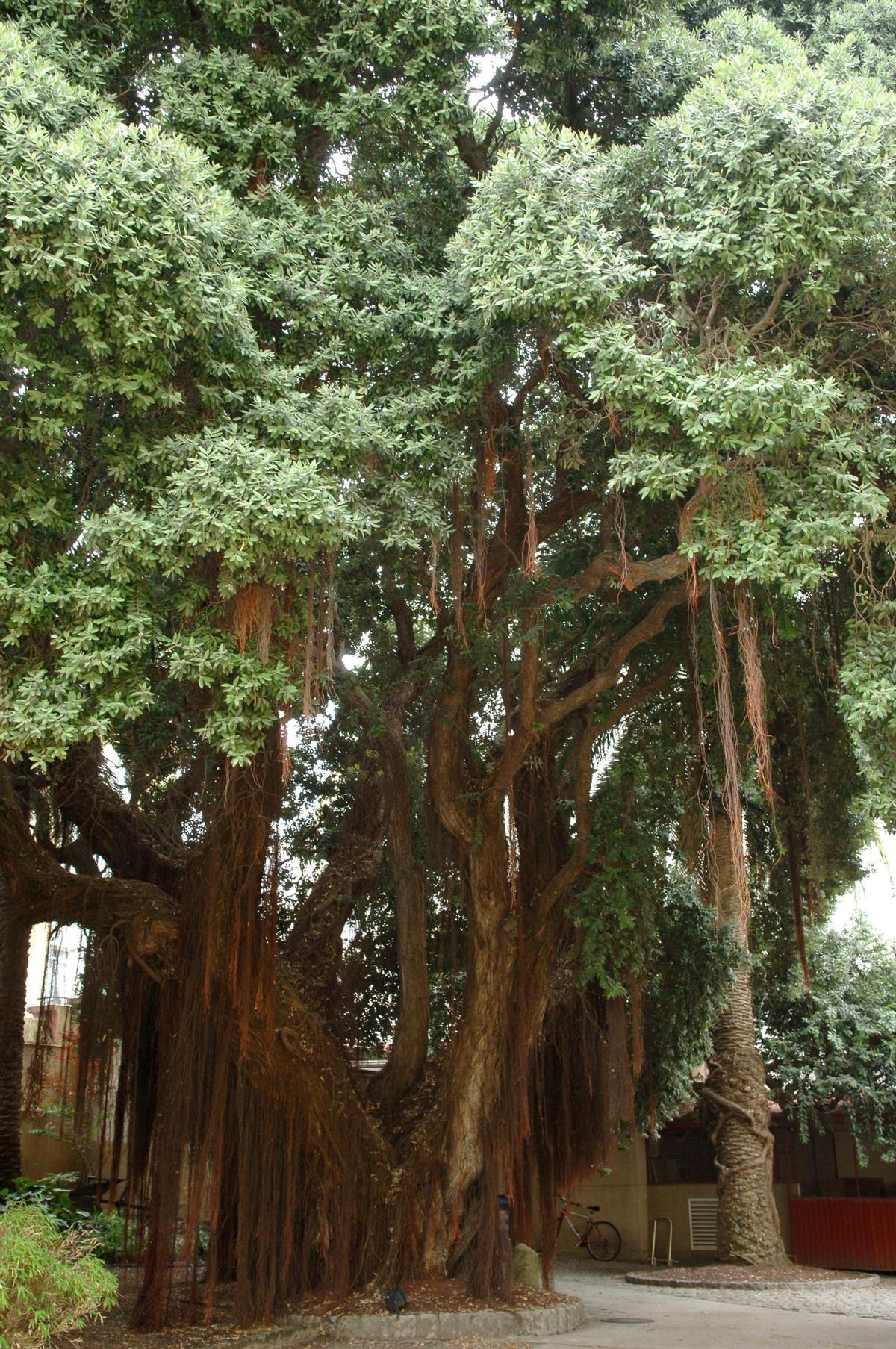 Foto de archivo del metrosidero