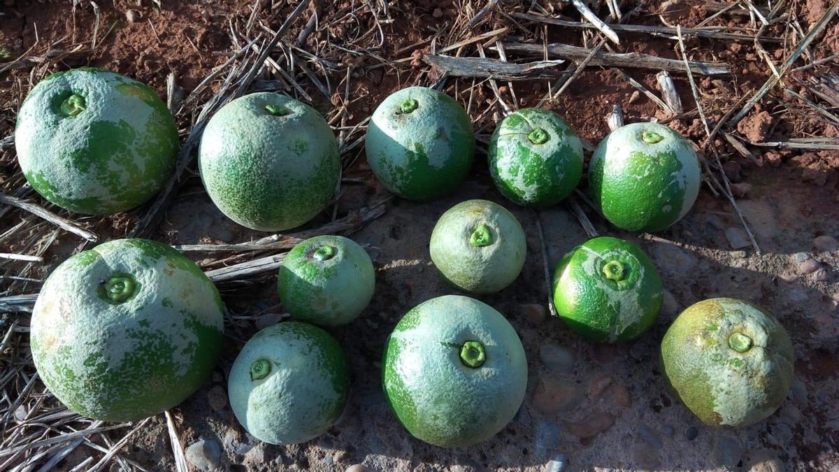 Imagen de una decena de cítricos cultivados en Vila-real afectados por la plaga del ‘Scirtothrips aurantii’.