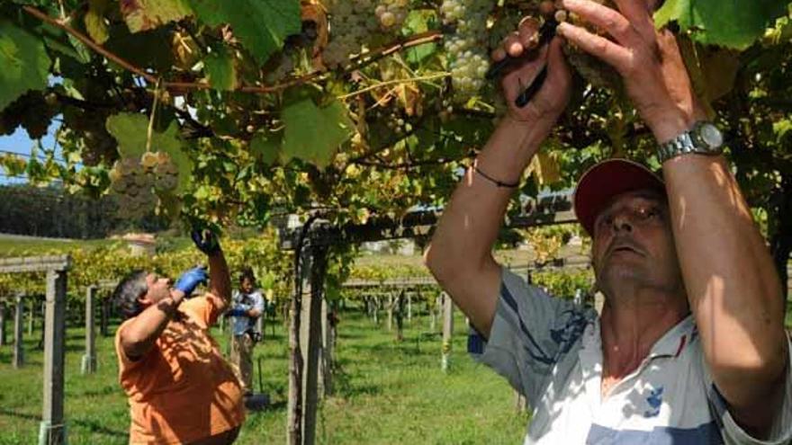 La bodega espera obtener 170.000 kilogramos de uva en esta cosecha.  // Iñaki Abella