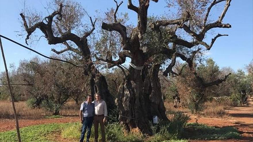 El Ifapa y Todolivo buscan variedades resistentes al ‘ébola’ del olivo