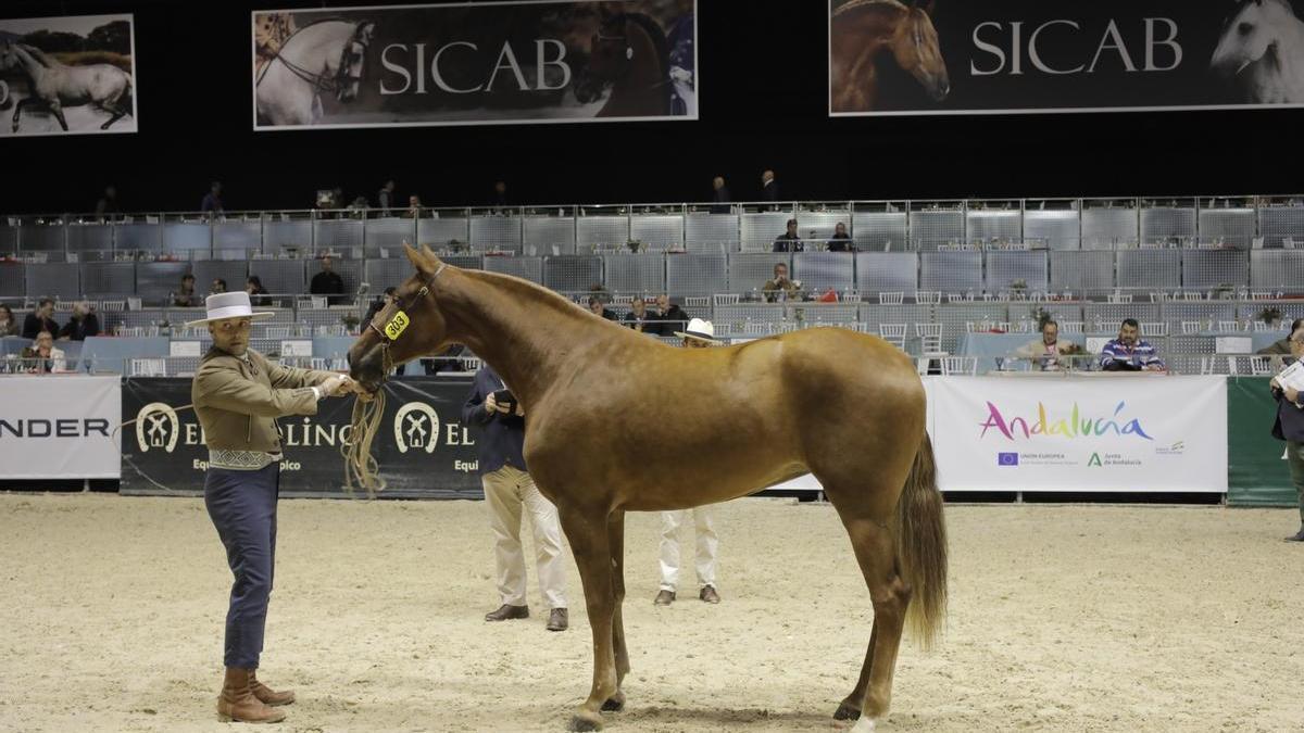 La yegua 'Bella de Quique', durante su prueba en el Salón Internacional del Caballo de Pura Raza Española (SICAB), en Sevilla.