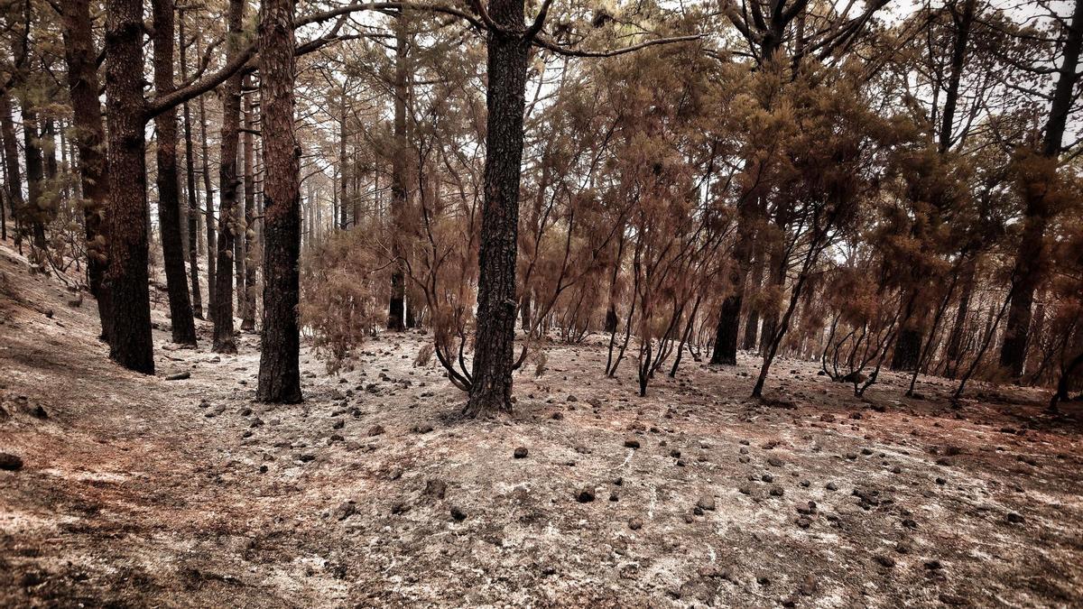 Así ha quedado el paisaje tras el incendio de Tenerife