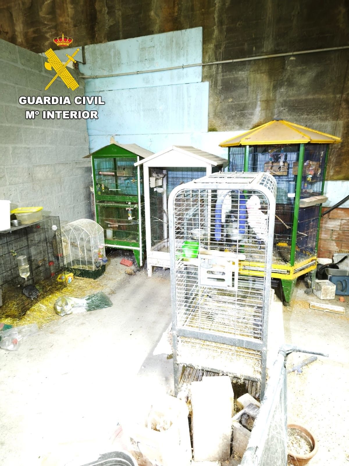 Desmantelado en Ordes el «criadero de los horrores»: más de 200 animales muertos y desnutridos