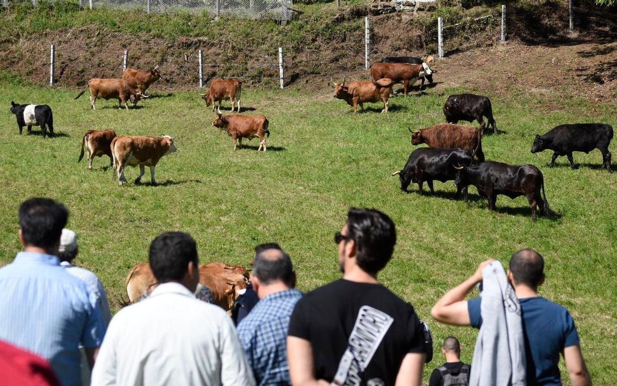 Parcela de Fisterra Bovine World en la localidad de Trasmonte, Concello de Ames, donde se  criaron las 13 razas y que incluirá centro de interpretación. Foto: Puri Sangiao