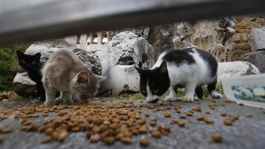 El &quot;bienestar&quot; de los gatos callejeros, a debate en Córdoba