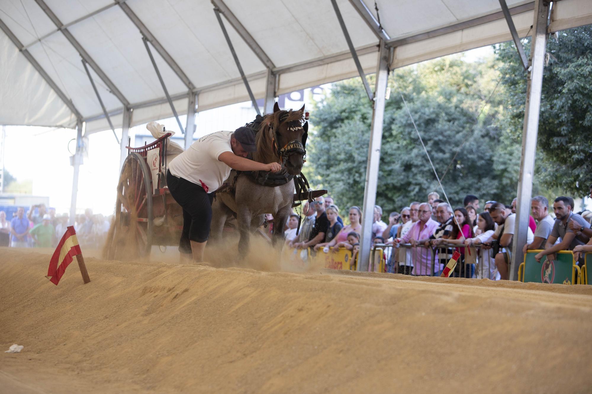 Así ha sido la XLV edición del concurso de tiro y arrastre de la Fira d'Agost de Xàtiva