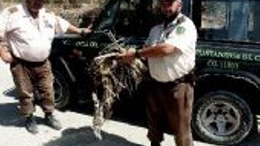 Entregadas al Seprona 250 trampas ilegales para conejos