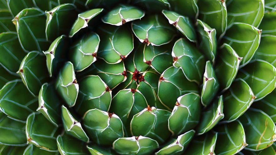 Ágave, la planta de interior que mejor aguanta los calores del verano
