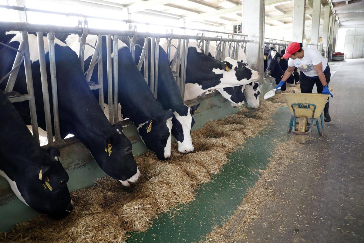 Alimentación de vacas en una explotación de Trazo