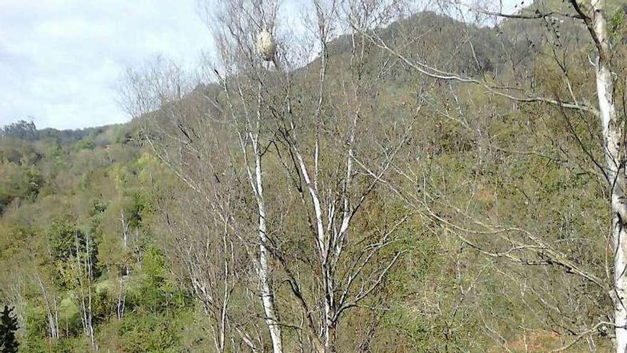 Desactivan un nido de avispas asiáticas en Onís