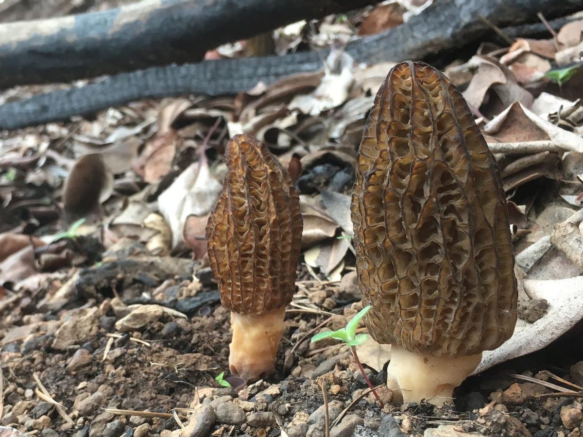 Ejemplares de Morchella conica.
