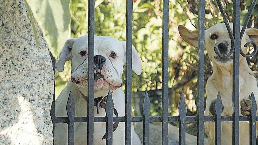 Dos perros, en el interior de una propiedad.