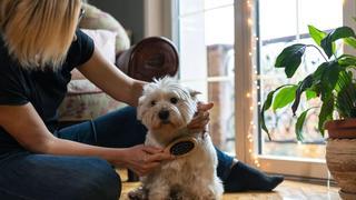 El trucazo para limpiar el pelo que sueltan las mascotas en casa