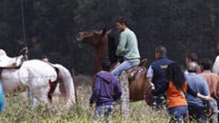 Caballistas participantes en el encierro con uno de los astados, que se rompió un cuerno en una de las embestidas.