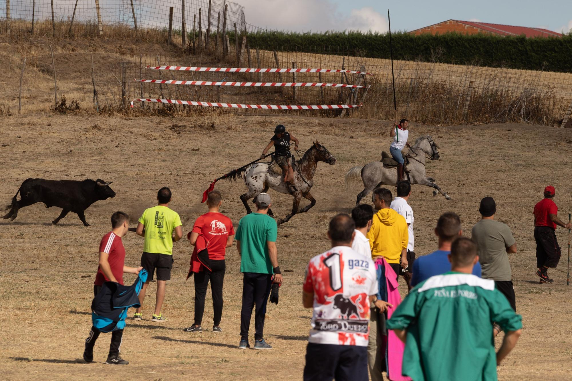 GALERÍA | Encierro mixto en Fuentelapeña