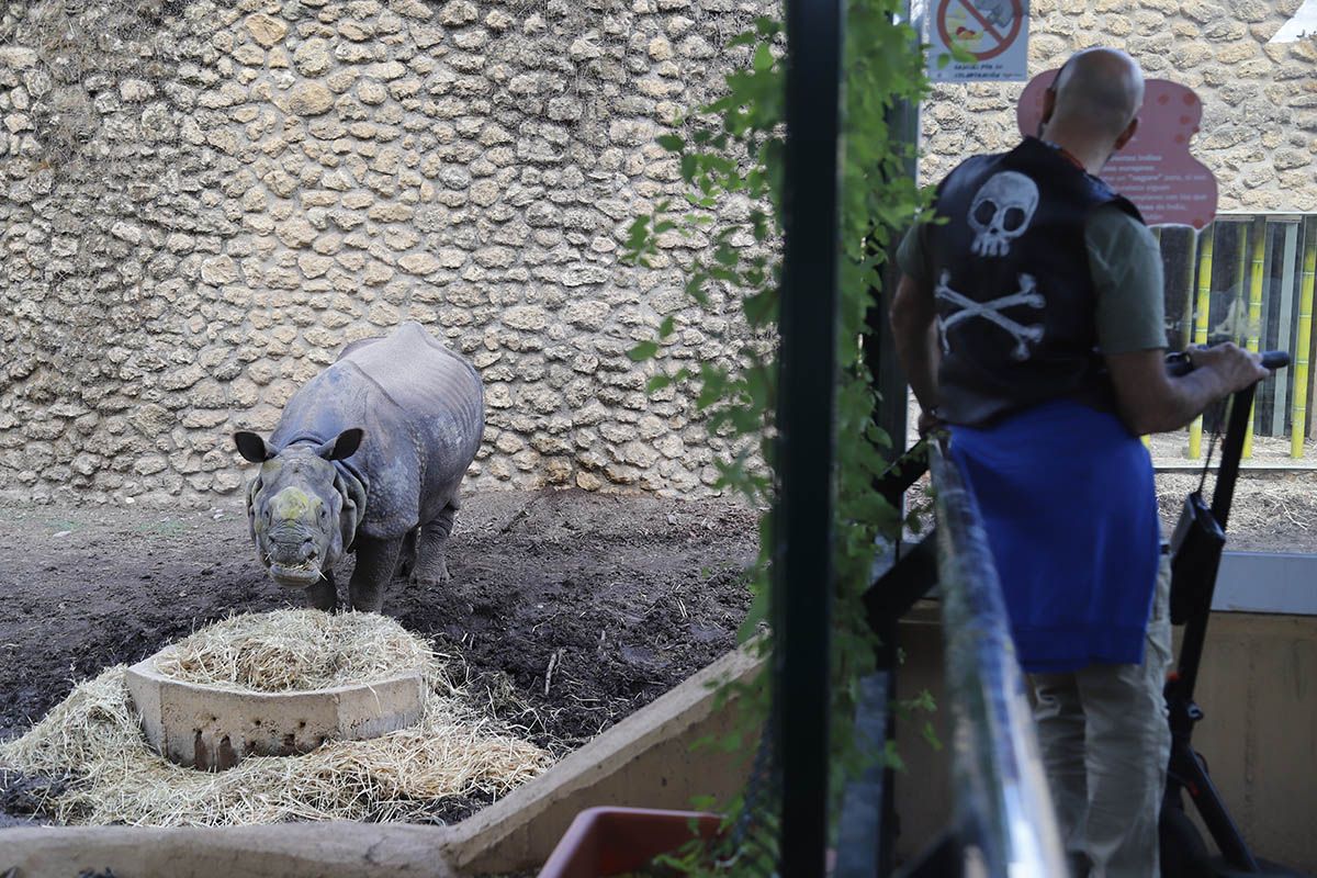Así es 'Manas' el rinoceronte indio de Córdoba